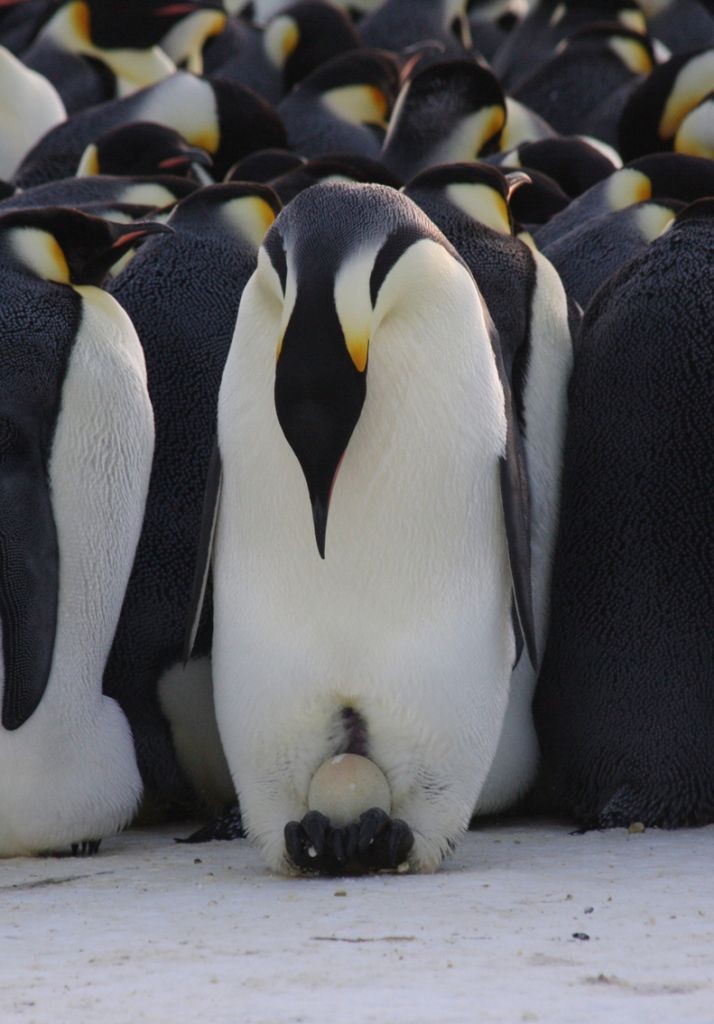 Pingwin cesarski inkubuje jajo
