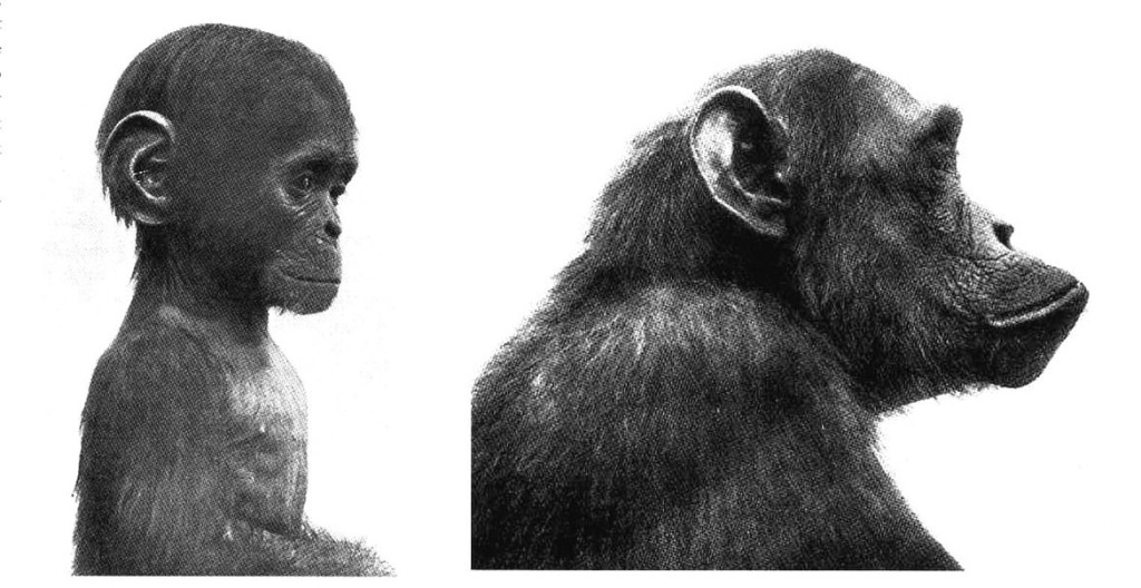 Mały i dorosły szympans