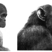 Mały i dorosły szympans